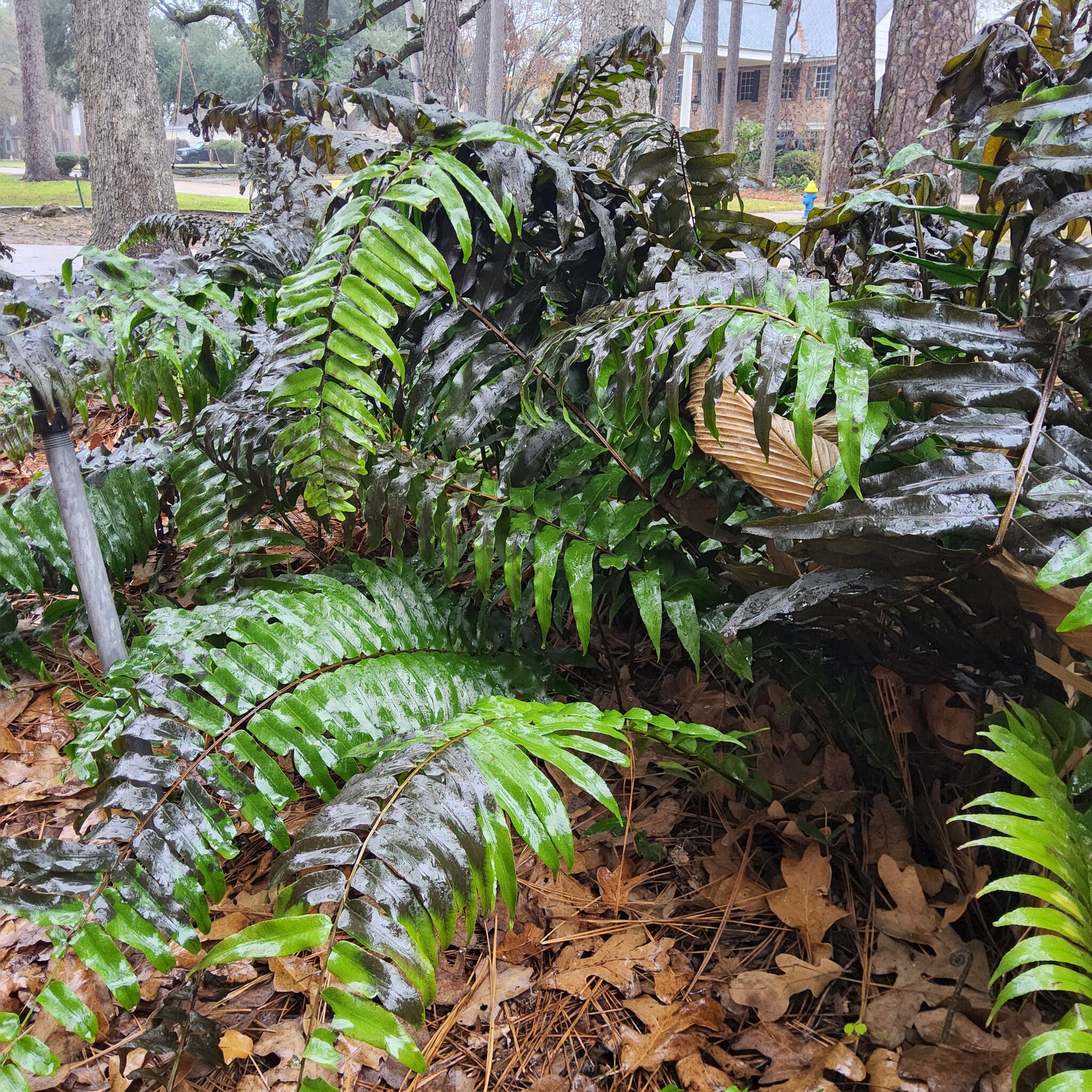 After The Freeze, Plant Recovery Strategies 