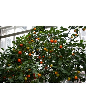 CITRUS, 'CALAMONDIN', 3G