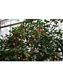 CITRUS, 'CALAMONDIN', 3G