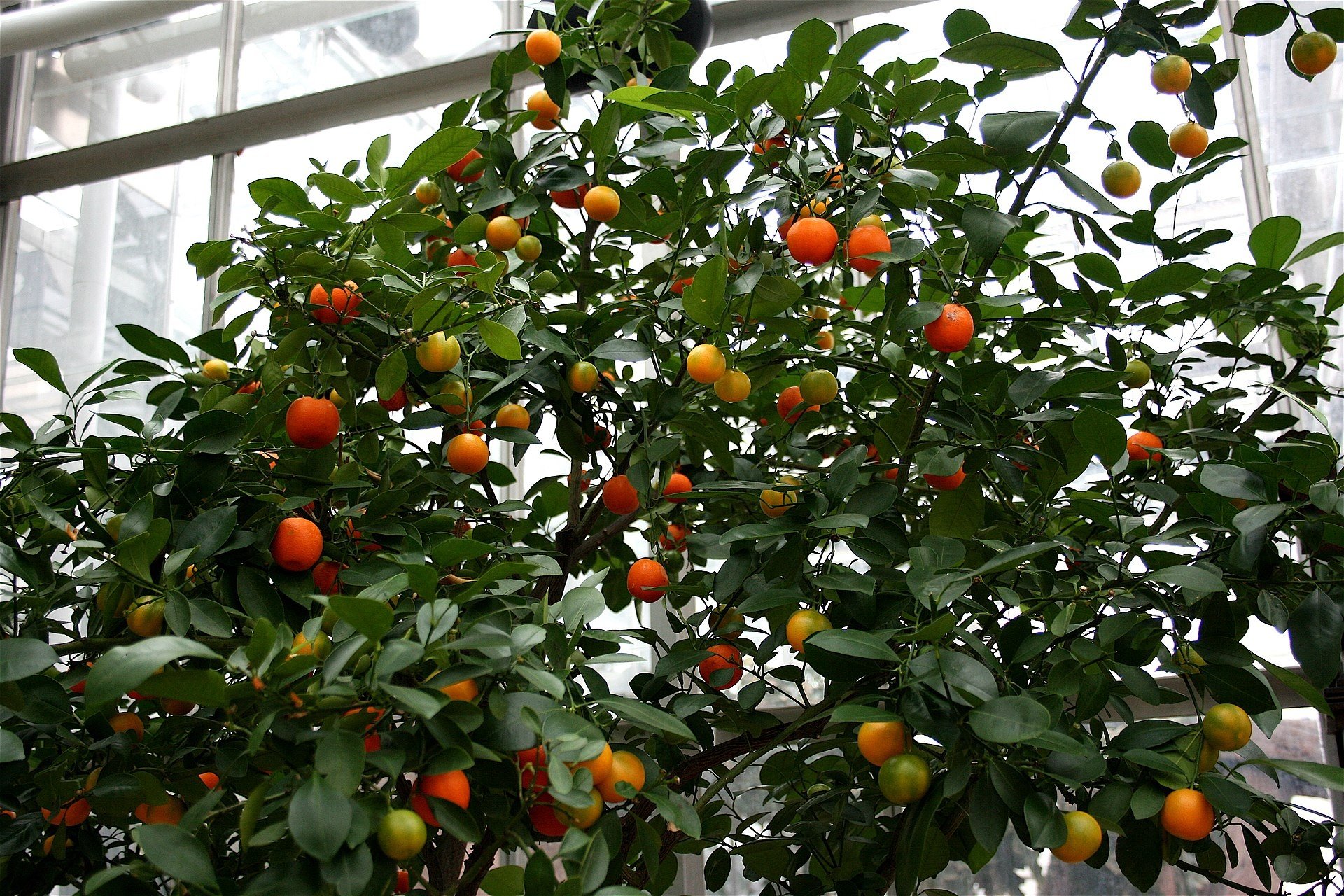 CITRUS, 'CALAMONDIN', 3G