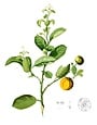 CITRUS, 'CALAMONDIN', 3G