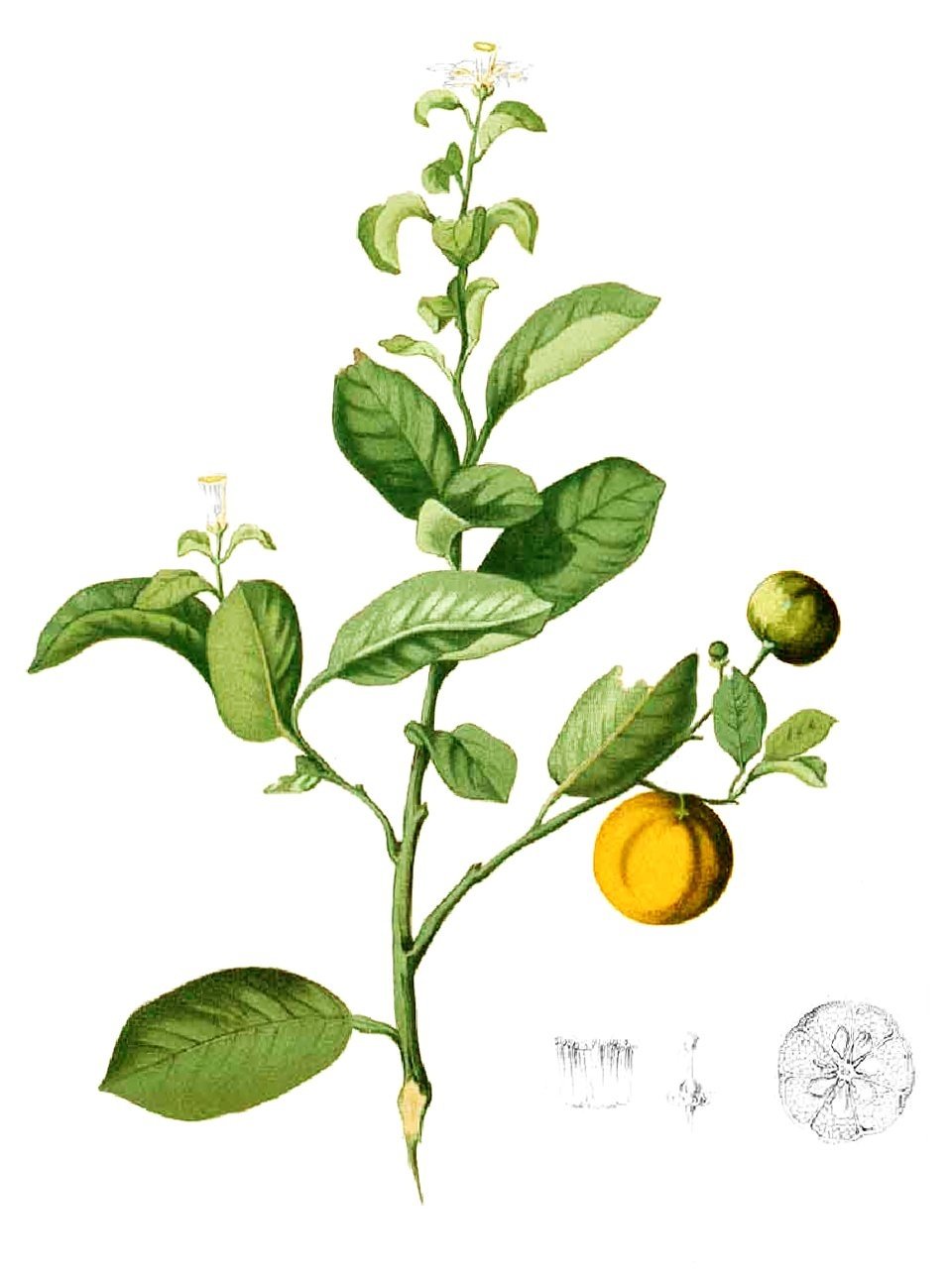 CITRUS, 'CALAMONDIN', 3G