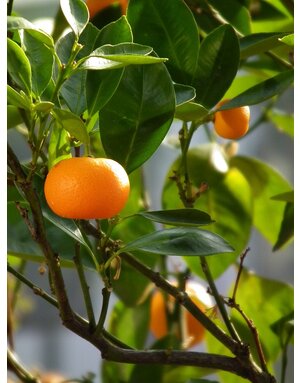CITRUS, 'MANDARIN, 'CLEMENTINE', 3G