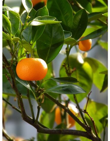 CITRUS, 'MANDARIN, 'CLEMENTINE', 3G