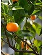 CITRUS, 'MANDARIN, 'CLEMENTINE', 3G