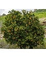CITRUS, 'MANDARIN, 'CLEMENTINE', 3G