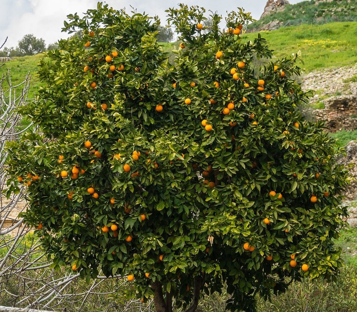 CITRUS, 'MANDARIN, 'CLEMENTINE', 3G