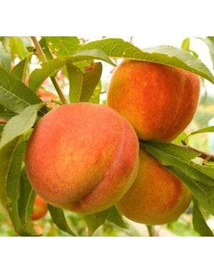 FRUIT TREE, PEACH, 'FLORDACREST',3G-5G