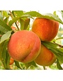 FRUIT TREE, PEACH, FLORDA CREST 3G-5G