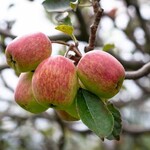 FRUIT TREE, 'APPLE, 'ANNA', 3G-5G