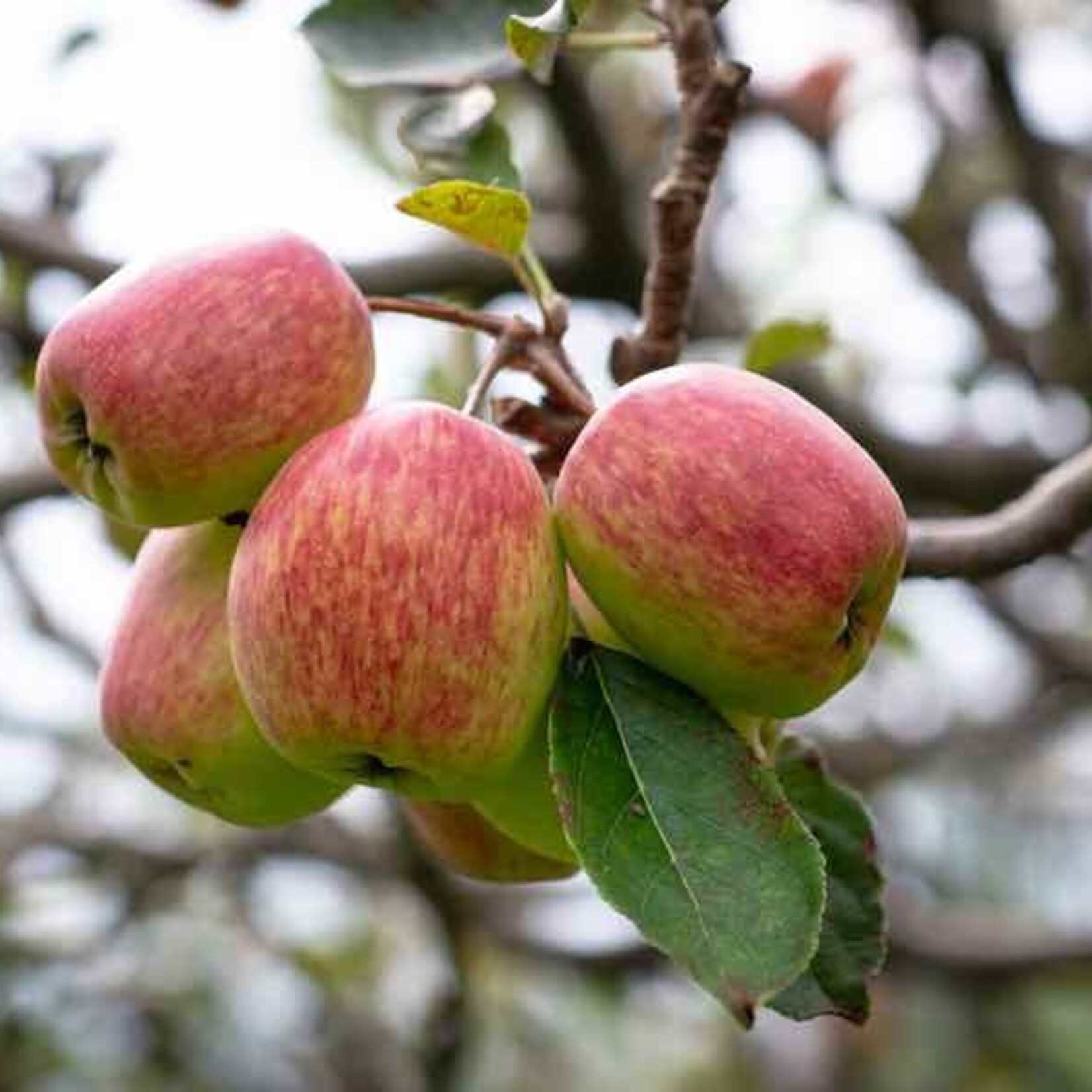 FRUIT TREE, 'APPLE, 'ANNA', 3G-5G