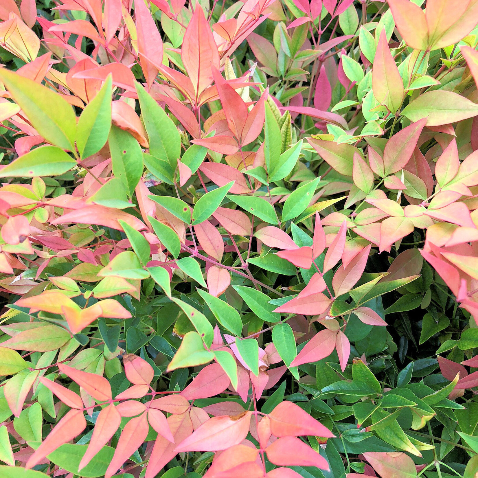 NANDINA, 'GULF STREAM', 3G