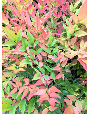 Nandina 'Gulf Stream' 3G