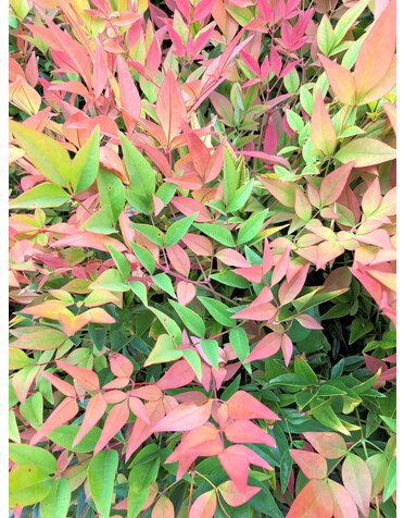 Nandina 'Gulf Stream' 3G
