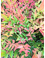 Gulf Stream Nandina 3 Gallon - Nandina domestica 'Gulf Stream'