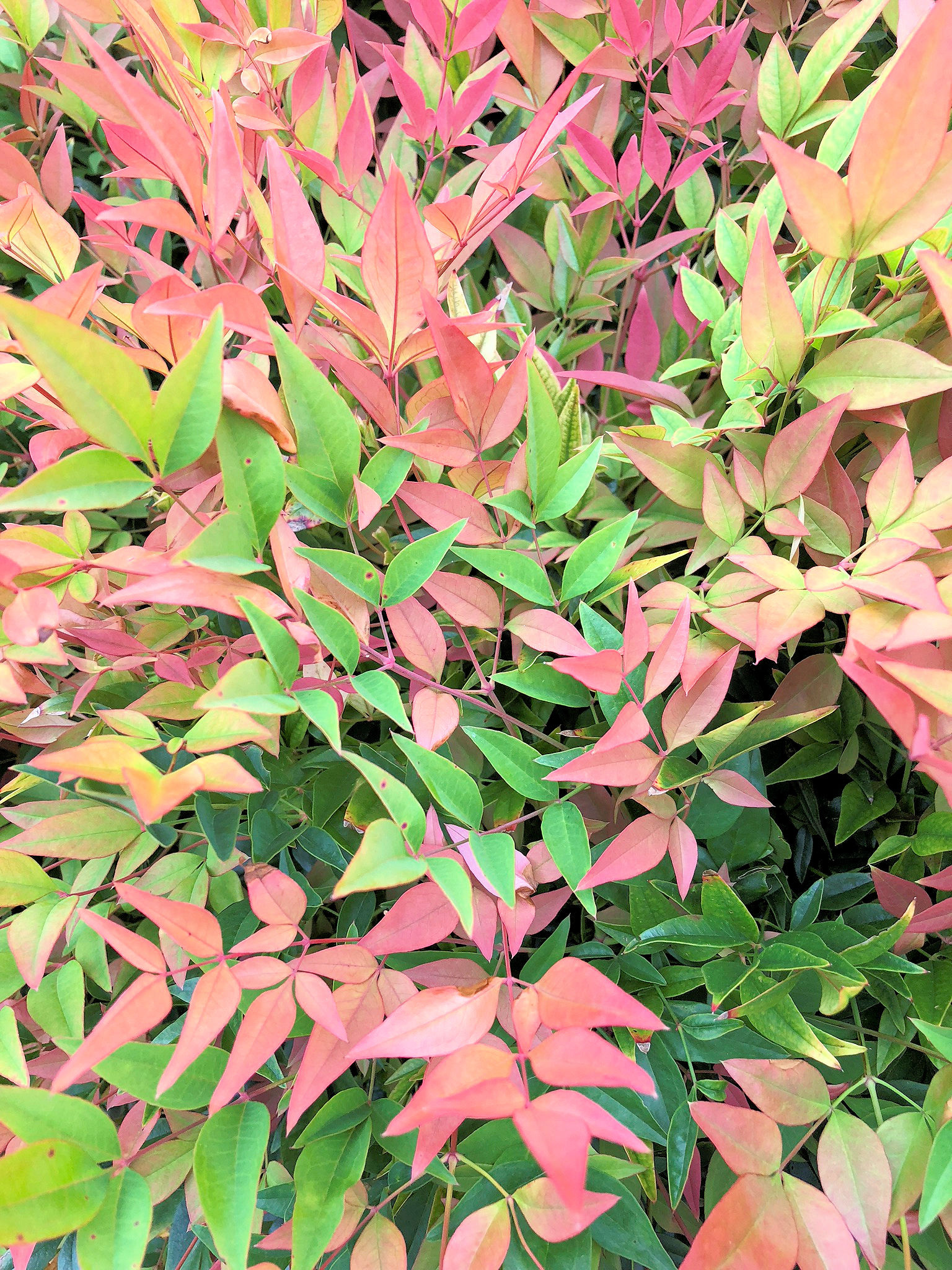 Gulf Stream Nandina 3 Gallon - Nandina domestica 'Gulf Stream'