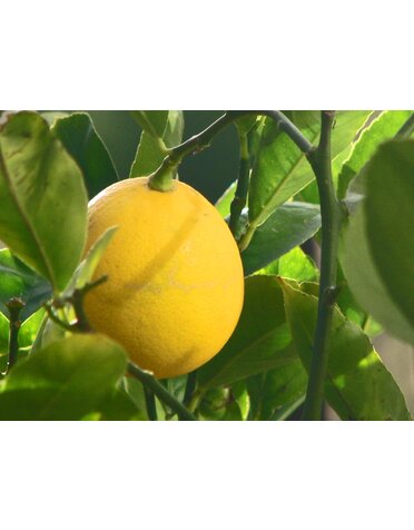 CITRUS, 'LEMON, 'MEYER LEMON IMPROVED', DWARF, 3G