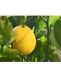 CITRUS, 'LEMON, 'MEYER LEMON IMPROVED', DWARF, 3G