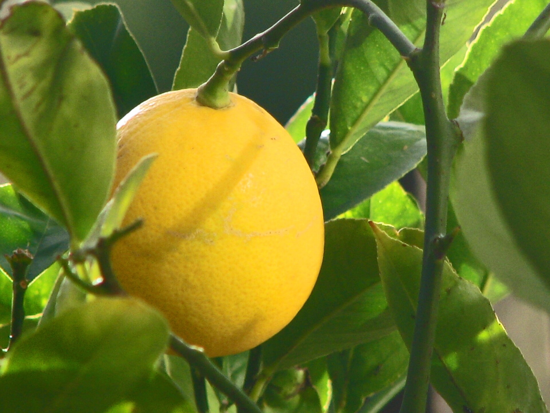 CITRUS, 'LEMON, 'MEYER LEMON IMPROVED', DWARF, 3G