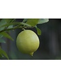CITRUS, 'LEMON, 'MEYER LEMON IMPROVED', DWARF, 3G