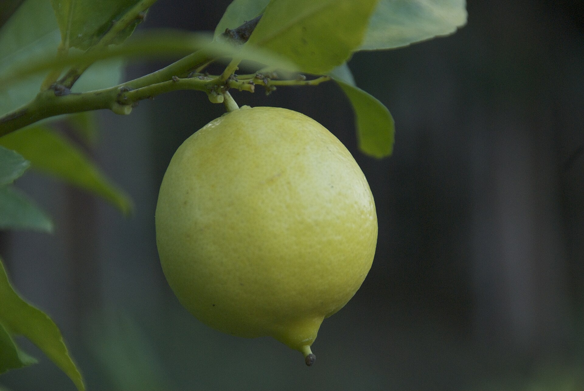 CITRUS, 'LEMON, 'MEYER LEMON IMPROVED', DWARF, 3G