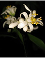CITRUS, 'LEMON, 'MEYER LEMON IMPROVED', DWARF, 3G