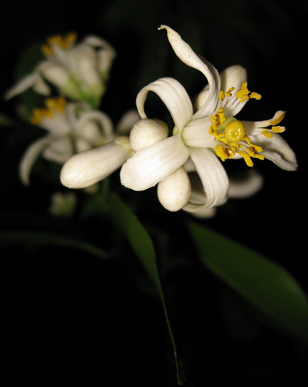 CITRUS, 'LEMON, 'MEYER LEMON IMPROVED', DWARF, 3G