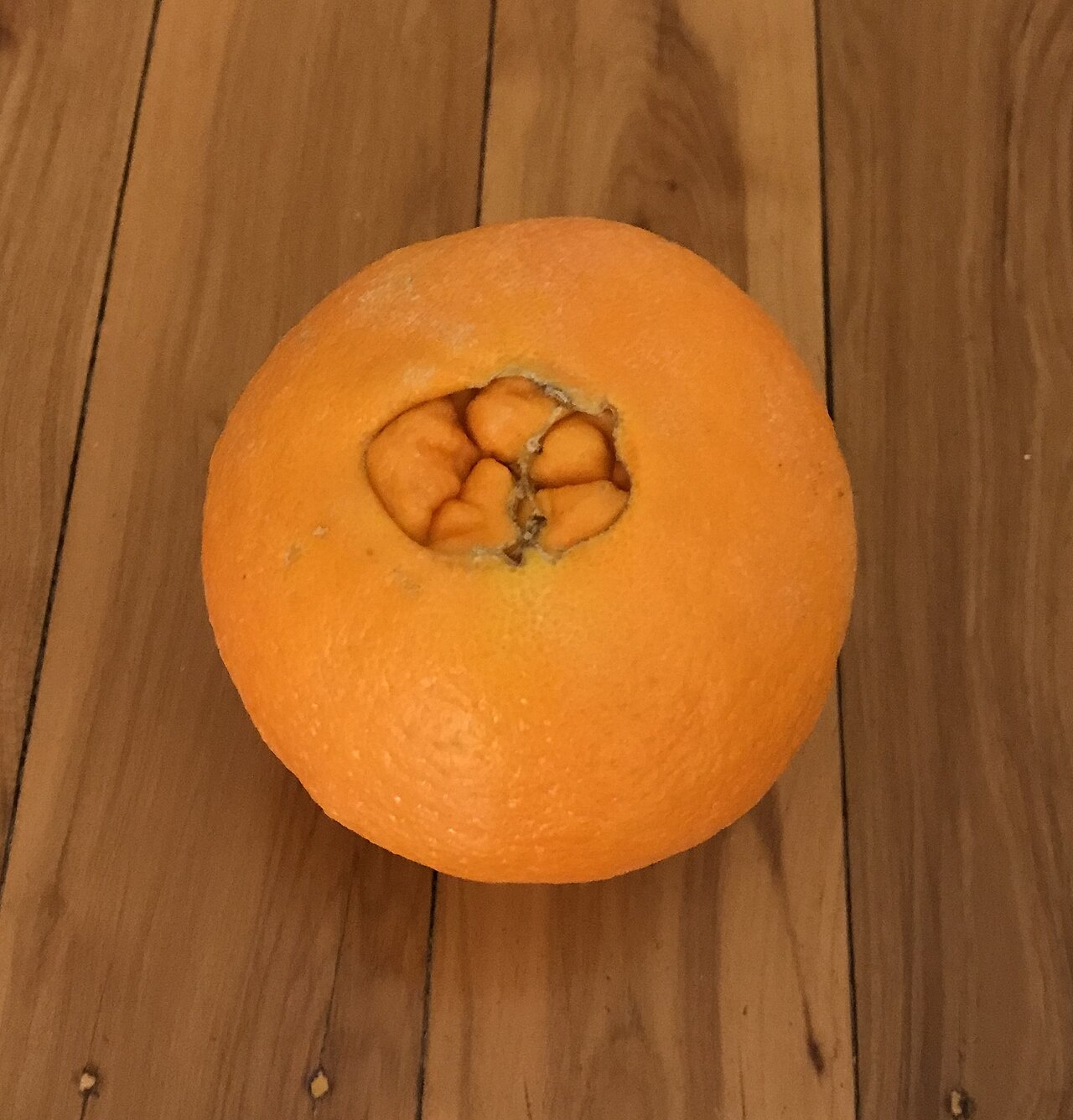 CITRUS, 'ORANGE, 'NAVEL N33', DWARF 3G