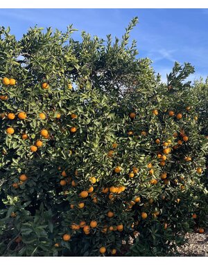 CITRUS, 'ORANGE, 'VALENCIA',3G
