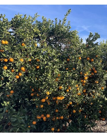 CITRUS, 'ORANGE, 'VALENCIA',3G