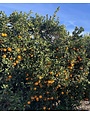 CITRUS, 'ORANGE, 'VALENCIA',3G