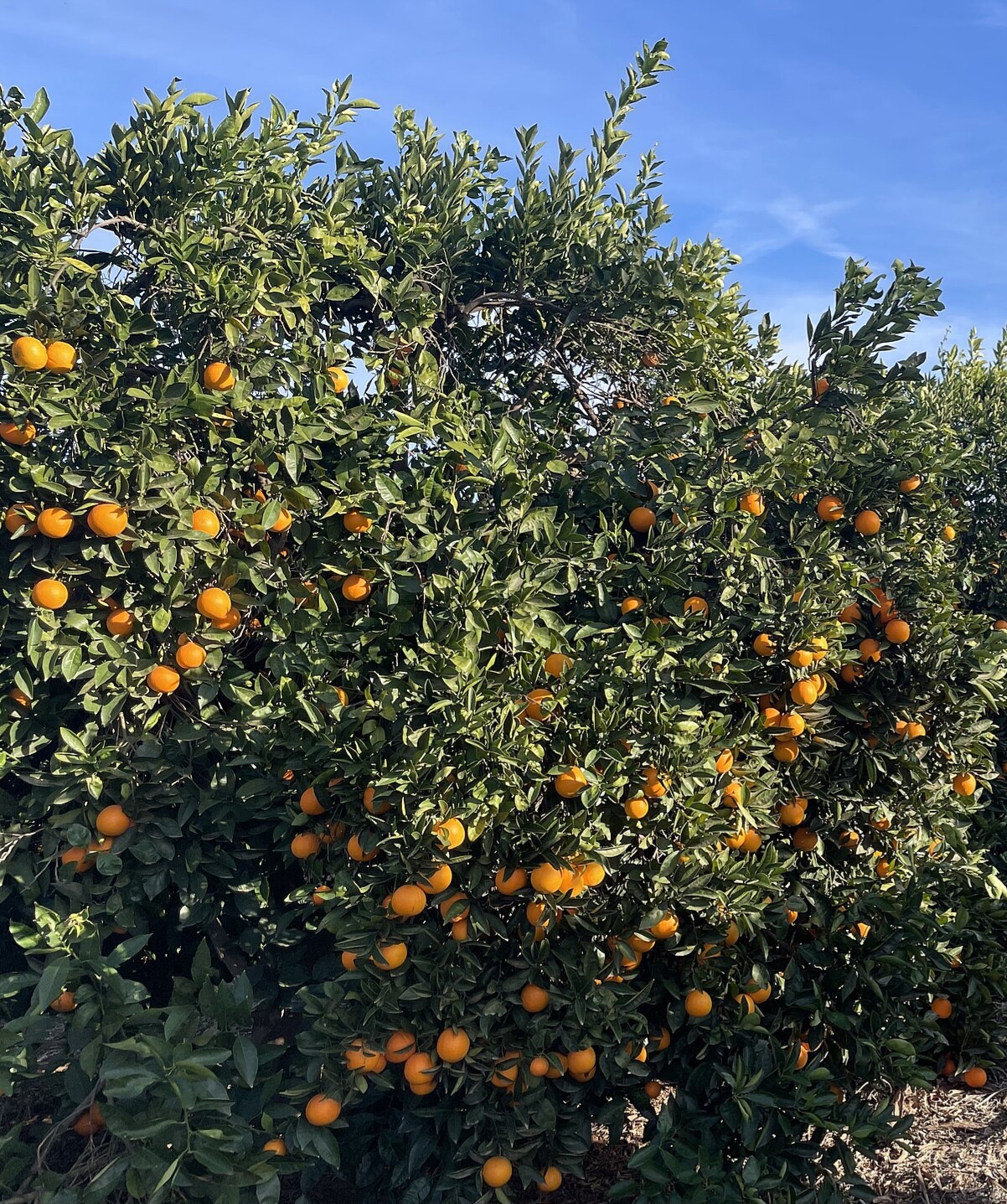 CITRUS, 'ORANGE, 'VALENCIA',3G