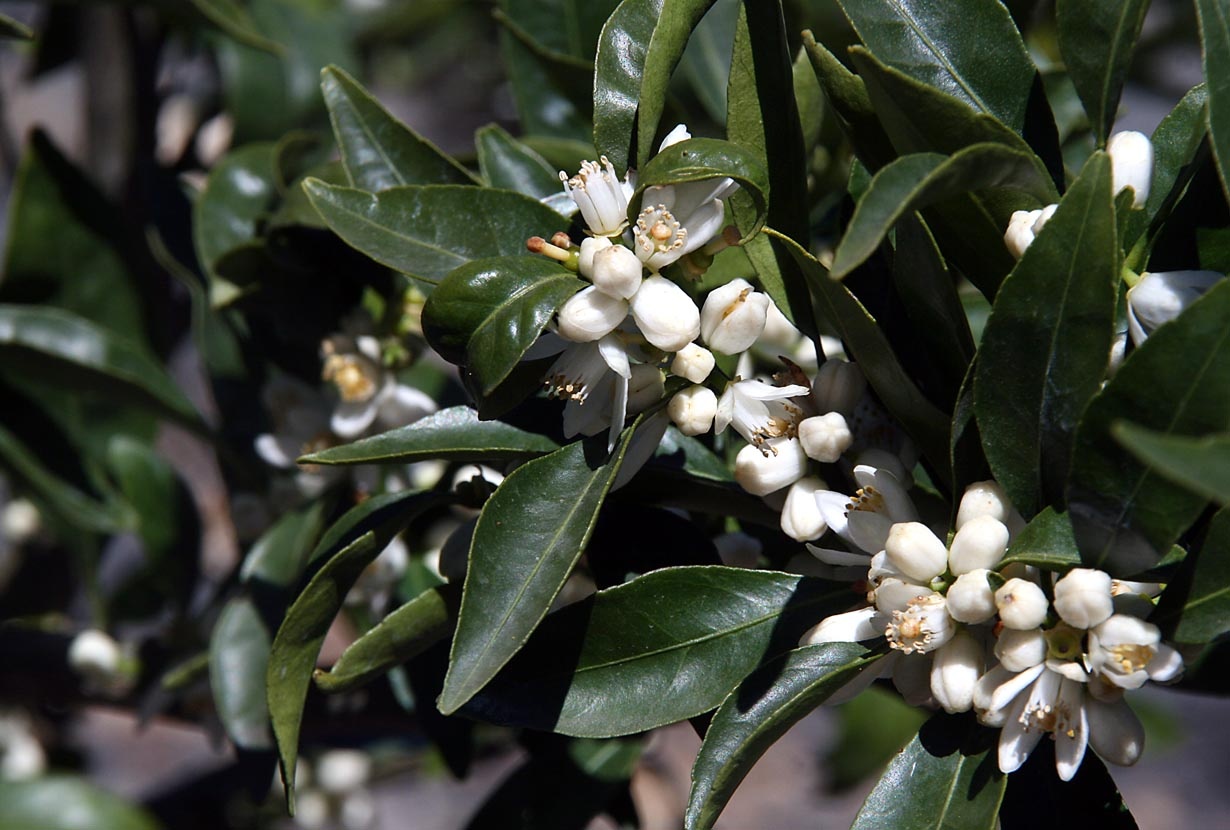 VALENCIA ORANGE TREE, 3 GALLON