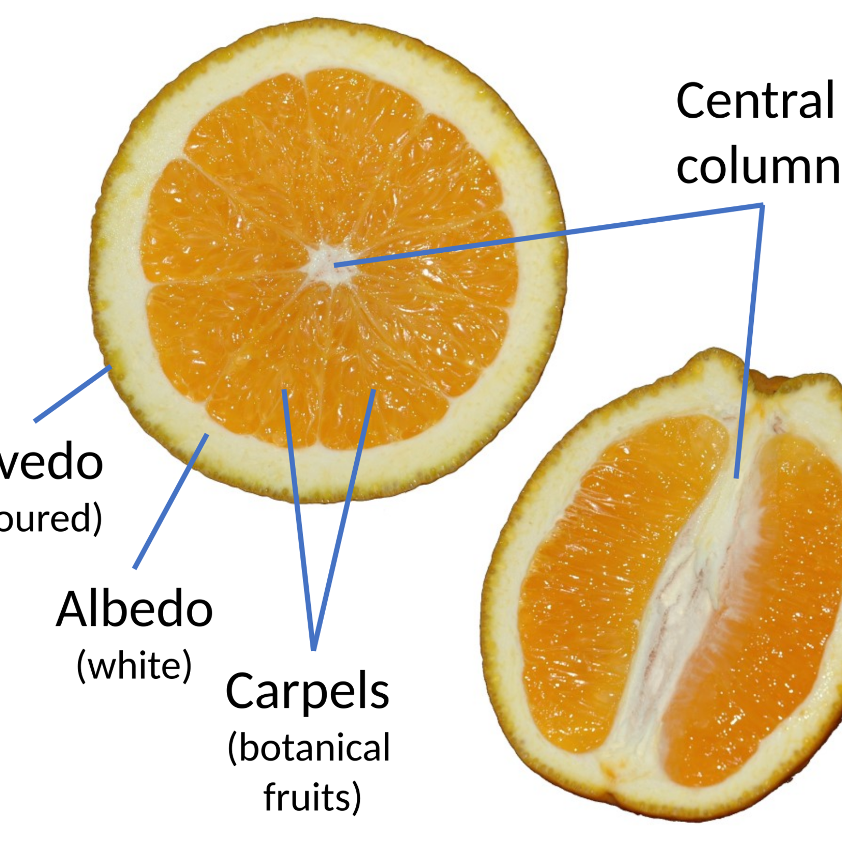 CITRUS, 'ORANGE, 'VALENCIA',3G