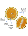 CITRUS, 'ORANGE, 'VALENCIA',3G
