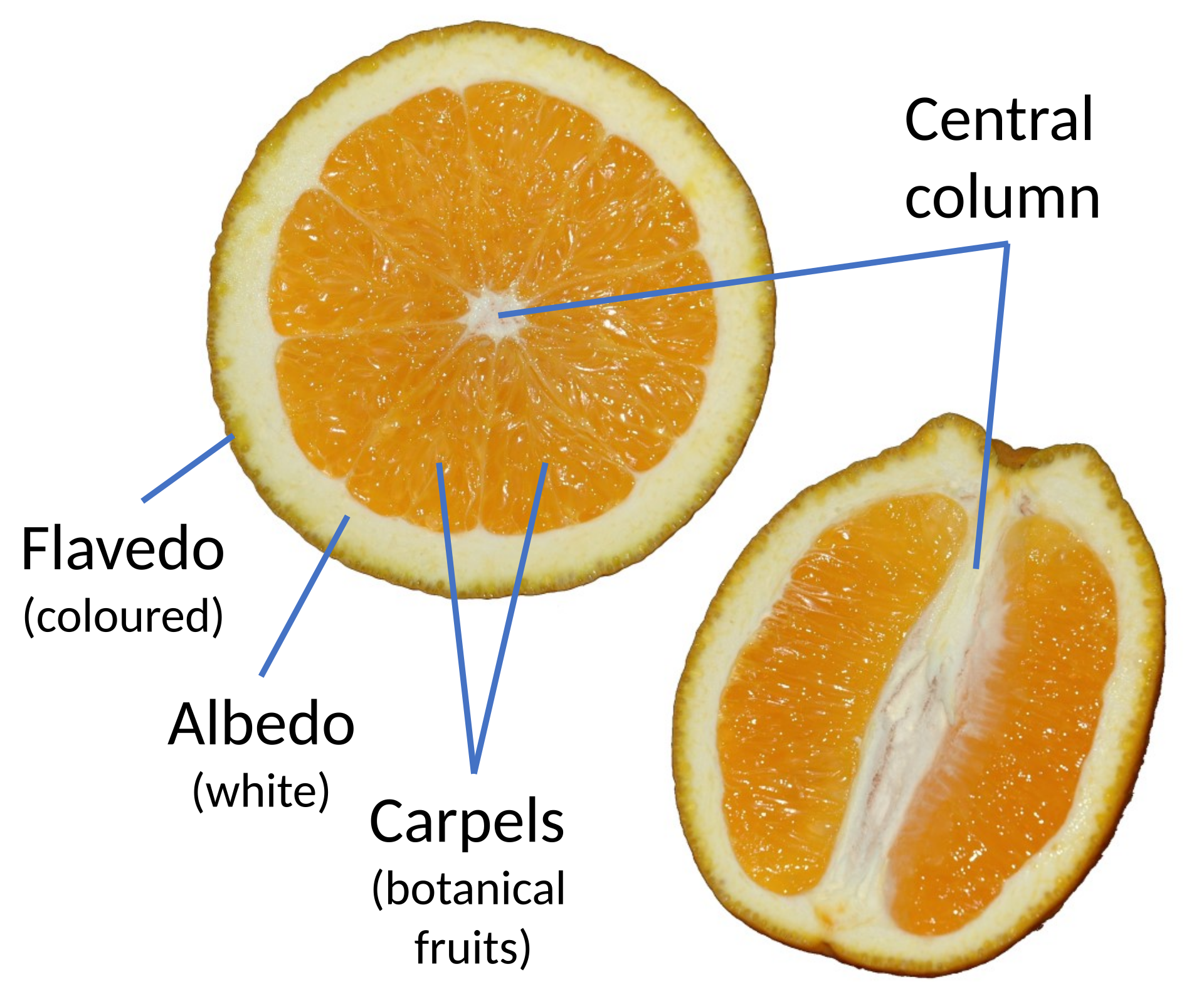 CITRUS, 'ORANGE, 'VALENCIA',3G