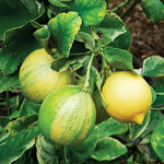 CITRUS, 'LEMON, 'EUREKA FROST', 3G