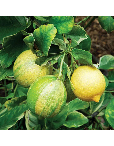 CITRUS, 'LEMON, 'EUREKA FROST', 3G