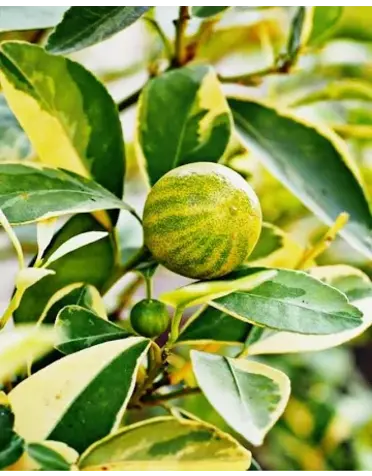 CITRUS, 'LEMON, 'VARIEGATED PINK', 3G