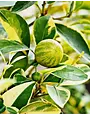 CITRUS, 'LEMON, 'VARIEGATED PINK', 3G