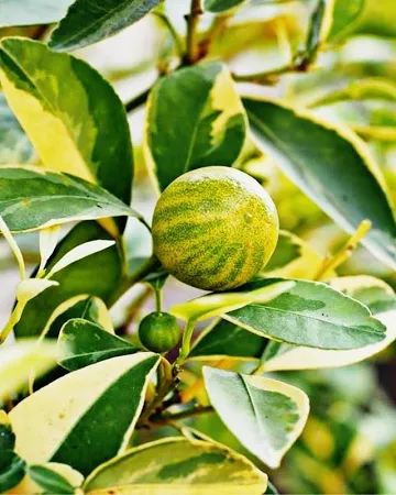 CITRUS, 'LEMON, 'VARIEGATED PINK', 3G