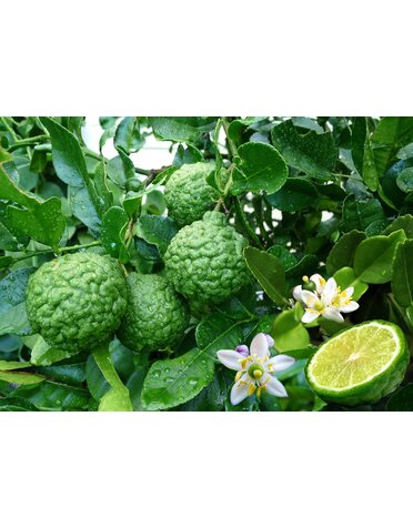CITRUS, 'LIME, 'KAFFIR', 3G