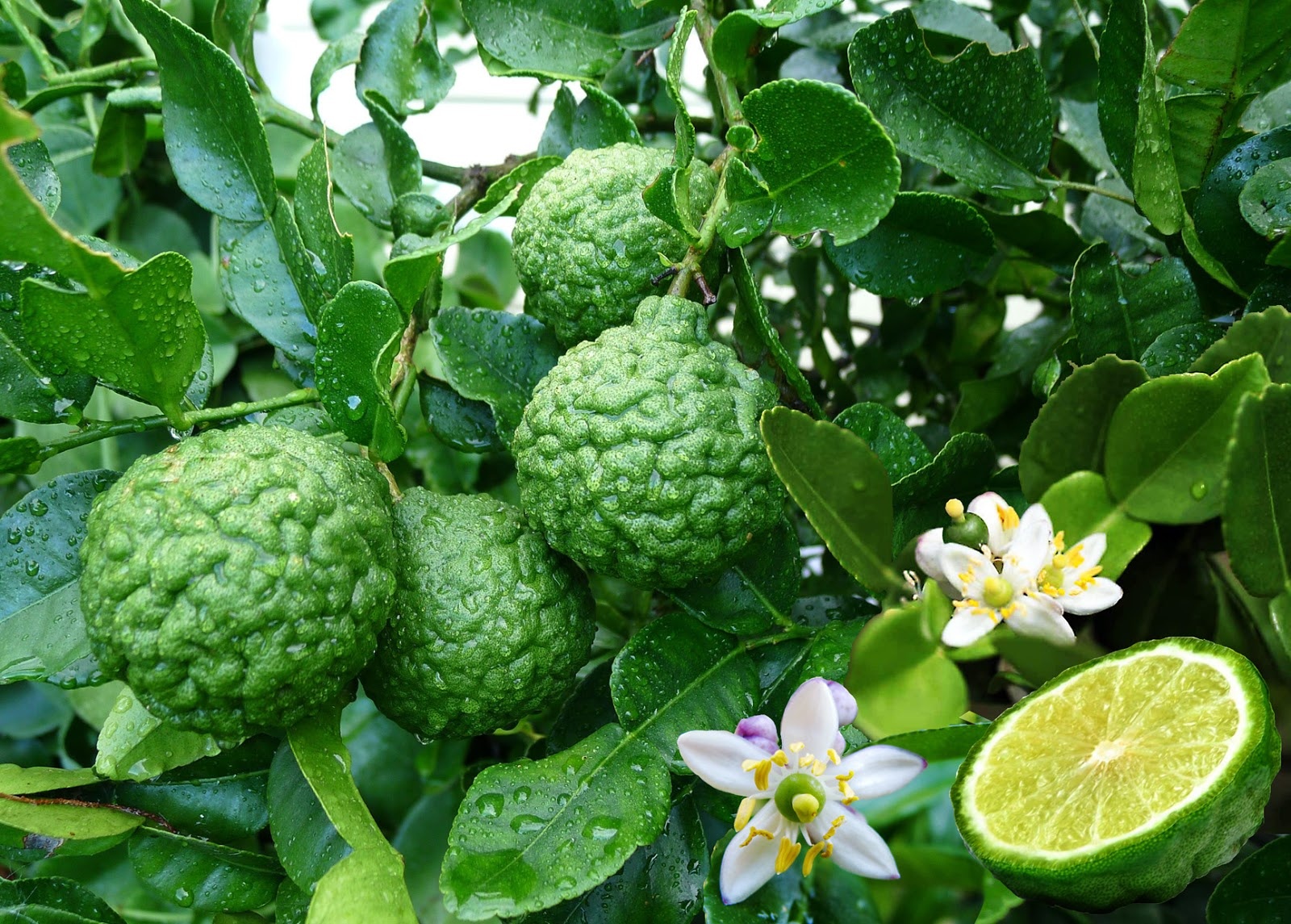 CITRUS, 'LIME, 'KAFFIR', 3G