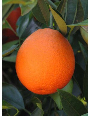 CITRUS, 'ORANGE, 'MARRS', 3G