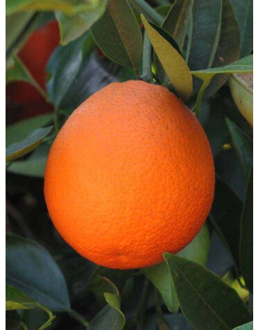CITRUS, 'ORANGE, 'MARRS', 3G