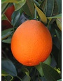 MARRS ORANGE TREE, 3 GALLON