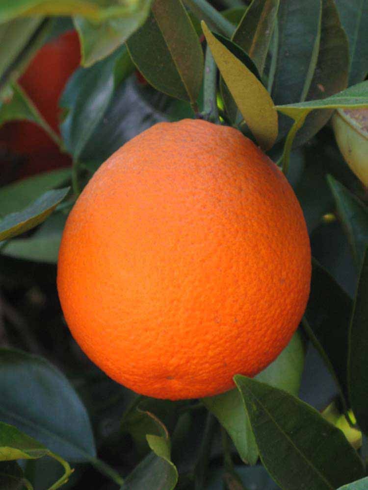 CITRUS, 'ORANGE, 'MARRS', 3G