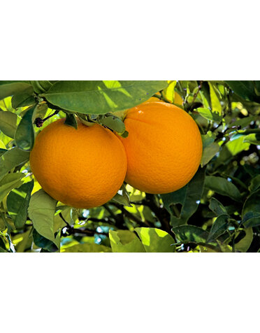 CITRUS, 'ORANGE, 'NAVEL, 'N33', 3G