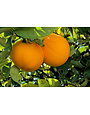 CITRUS, 'ORANGE, 'NAVEL, 'N33', 3G