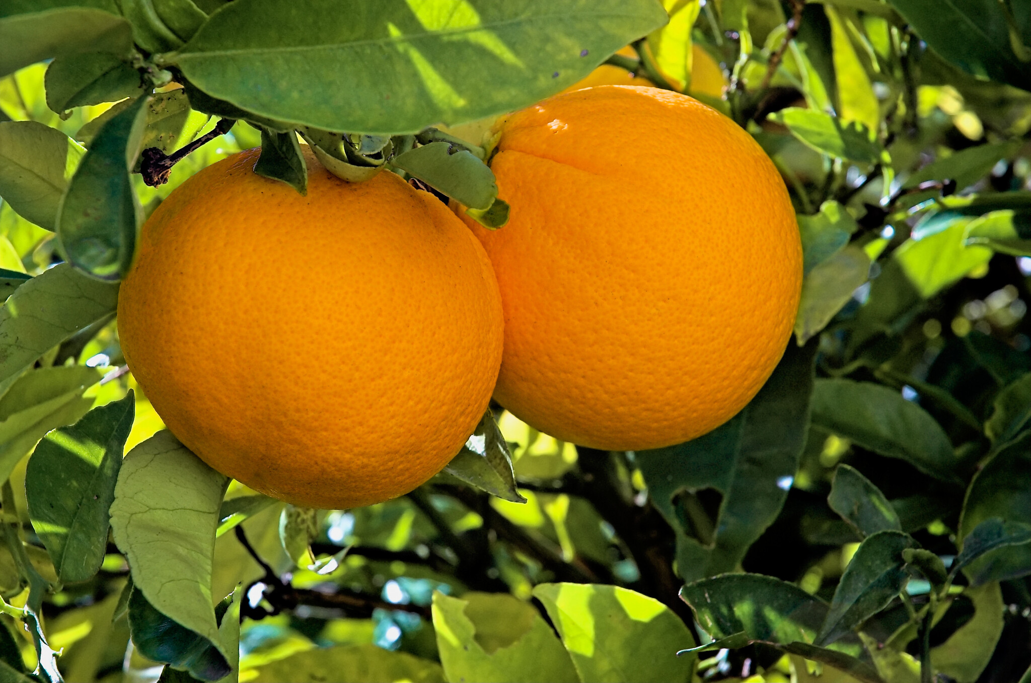CITRUS, 'ORANGE, 'NAVEL, 'N33', 3G